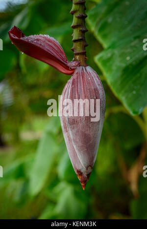 L'île de la réunion, la banane l'alimentation sur un bananier. Banque D'Images