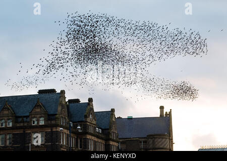 Aberystwyth Wales UK, dimanche 22 octobre 2017 Météo britannique : après les vents de force de vent et les mers sauvages de la tempête Brian, les milliers d'étourneaux reviennent encore dans la soirée pour effectuer leur danse complexe dans les airs au-dessus de la ville avant de tomber sur les pieds de la jetée en bord de mer à Aberystwyth sur la côte de Cardigan Bay, à l'ouest du pays de galles. Photo © Keith Morris / Alamy Live News Banque D'Images