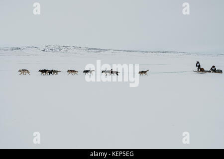 Inukjuak, Nunavik, Québec, Canada. 31 mars 2017. Un des membres de l'équipe arrivant à Inujuak. Depuis 2001, Ivakkak est un événement qui honore les chiens Husky, tous les deux ans, la course traverse plusieurs villages du Nunavik. Les chiens Husky ont une longue tradition de vivre en étroite collaboration avec l'homme. Au siècle dernier, ils aidaient en tant que gardiens indispensables contre les prédateurs, et en l'absence de GPS, ils pouvaient très facilement trouver leur chemin dans la toundra. Crédit : Yves Choquette/SOPA/ZUMA Wire/Alamy Live News Banque D'Images