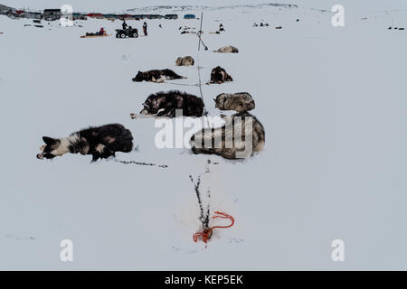 Inukjuak, au Nunavik, Québec, Canada. Mar 31, 2017 chiens husky. sont vus se reposant dans le froid de la neige sèche après la course Ivakkak.Depuis 2001, a été un événement qui honore les chiens husky, tous les deux ans, la course se passe par plusieurs villages du Nunavik.husky chiens ont une longue tradition de vie en étroite collaboration avec l'humain. dans le siècle dernier, ils ont aidé comme indispensables gardiens contre les prédateurs, et en l'absence de gps, ils peuvent très facilement trouver leur chemin dans la toundra. crédit : Yves choquette/sopa/zuma/Alamy fil live news Banque D'Images