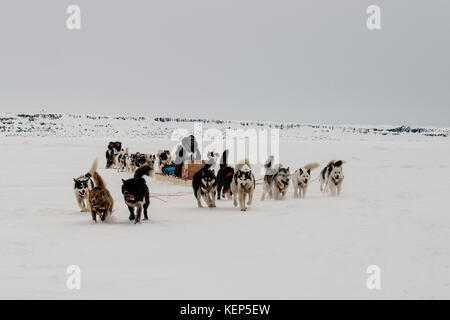 Inukjuak, Nunavik, Québec, Canada. 31 mars 2017. Les deux dernières équipes de la journée arrivent à Inukjuak. Depuis 2001, Ivakkak est un événement qui honore les chiens Husky, tous les deux ans, la course traverse plusieurs villages du Nunavik. Les chiens Husky ont une longue tradition de vivre en étroite collaboration avec l'homme. Au siècle dernier, ils aidaient en tant que gardiens indispensables contre les prédateurs, et en l'absence de GPS, ils pouvaient très facilement trouver leur chemin dans la toundra. Crédit : Yves Choquette/SOPA/ZUMA Wire/Alamy Live News Banque D'Images