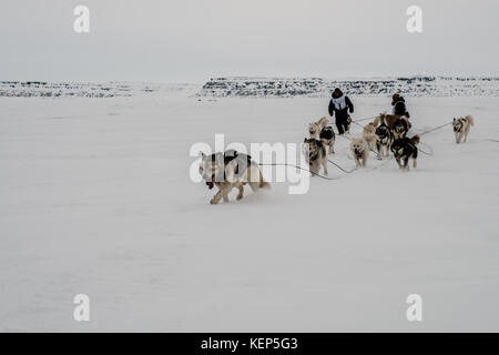 Inukjuak, Nunavik, Québec, Canada. 31 mars 2017. Lorsqu'il est sur le point d'arriver, le musher (assistant maître de traîneau) s'assure que les chiens ne se répandent pas et restent concentrés sur le sentier. Depuis 2001, Ivakkak est un événement qui honore les chiens Husky, tous les deux ans, la course traverse plusieurs villages du Nunavik. Les chiens Husky ont une longue tradition de vivre en étroite collaboration avec l'homme. Au siècle dernier, ils aidaient en tant que gardiens indispensables contre les prédateurs, et en l'absence de GPS, ils pouvaient très facilement trouver leur chemin dans la toundra. Crédit : Yves Choquette/SOPA/ZUMA Wire/Alamy Live News Banque D'Images