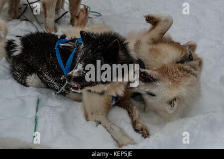 Inukjuak, Nunavik, Québec, Canada. 31 mars 2017. Des chiens Husky sont vus se reposer dans la neige froide et sèche après la course. Depuis 2001, Ivakkak est un événement qui honore les chiens Husky, tous les deux ans, la course traverse plusieurs villages du Nunavik. Les chiens Husky ont une longue tradition de vivre en étroite collaboration avec l'homme. Au siècle dernier, ils aidaient en tant que gardiens indispensables contre les prédateurs, et en l'absence de GPS, ils pouvaient très facilement trouver leur chemin dans la toundra. Crédit : Yves Choquette/SOPA/ZUMA Wire/Alamy Live News Banque D'Images