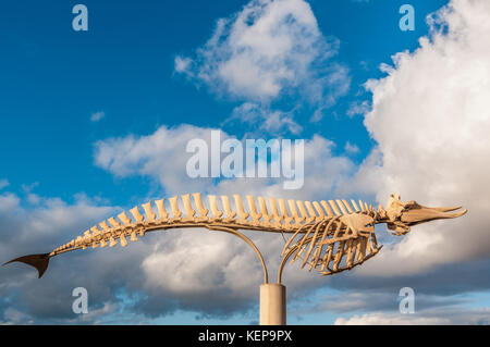 Squelette naturel des baleines, la baleine à bec de Cuvier (Ziphius cavirostris), échoué entre autres coïncidant avec manoeuvres navales, Fuerteventura, Canary Isl Banque D'Images