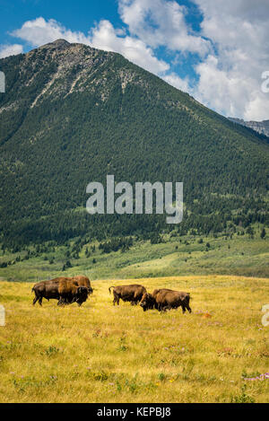 Vue panoramique du bison canadien le long des Rocheuses canadiennes près de Parc national de Waterton. Banque D'Images