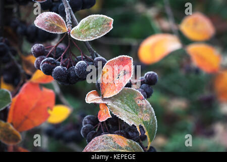 En octobre. Les baies aronia chokeberry couverte de givre, macro photo avec selective focus Banque D'Images