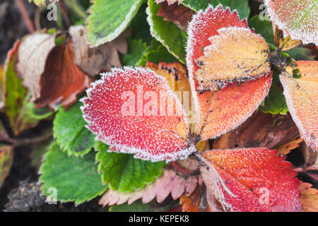 Les feuilles de fraisier colorés couverts de givre, macro photo avec selective focus Banque D'Images