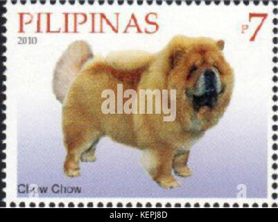 Chow Chow Canis lupus familiaris 2010 Banque D'Images