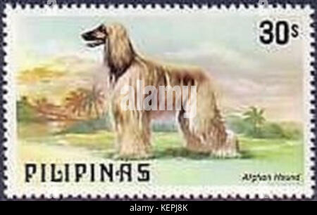 Le chien courant afghan, une race connue pour son pelage long et soyeux caractéristique, est un type de chien de l'espèce Canis lupus familiaris. Cette référence fait référence à un record ou à un événement impliquant des tirs afghans aux Philippines en 1979. Banque D'Images