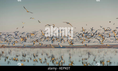 L'aire de loisirs de Salton Sea State offre un mélange de beauté naturelle et d'opportunités de loisirs, avec une faune variée, des activités aquatiques et des paysages désertiques uniques. Banque D'Images