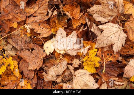 Jour d'automne dans une forêt de hêtres. feuilles de hêtre Banque D'Images