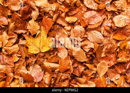 Jour d'automne dans une forêt de hêtres. feuilles de hêtre Banque D'Images