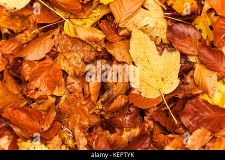 Jour d'automne dans une forêt de hêtres. feuilles de hêtre Banque D'Images