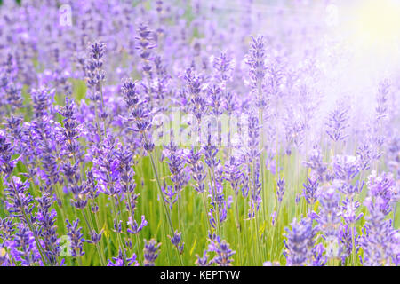 Belle nature background - champ de lavande en fleurs intensément dans les sunlights Banque D'Images