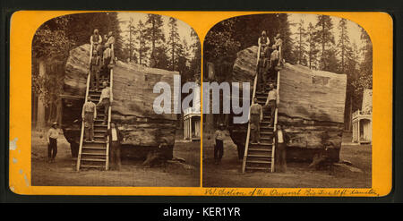 Une section du Big Tree original, avec un diamètre de 30 pieds, photographiée par Lawrence & Houseworth. Cette photographie historique met en valeur la grandeur de l'arbre dans le cadre de l'histoire naturelle. Banque D'Images