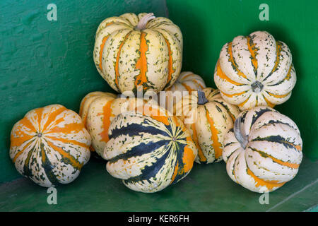 Les courges d'hiver Carnaval récoltés "Cucurbita pepo". Banque D'Images