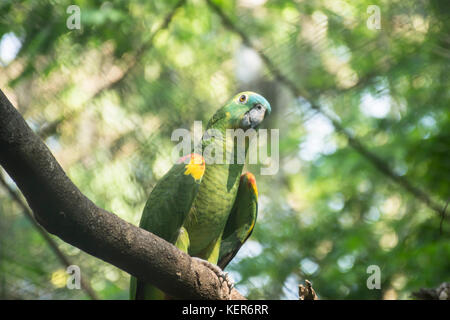 À front bleu (Amazona aestiva Amazone), d'oiseaux adultes sur une branche. Iguazu, Argentine, Amérique du Sud Banque D'Images