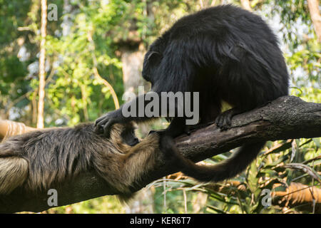 Singe hurleur noir couple (Alouatta caraya), hommes et femmes, sur une branche. Guiraoga Réserver, Iguazu, Argentine, Amérique du Sud Banque D'Images