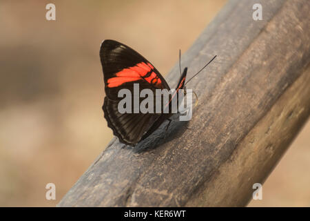 Adelpha lycorias, la soeur à bandes rose papillon. Iguazu, Argentine, Amérique du Sud Banque D'Images