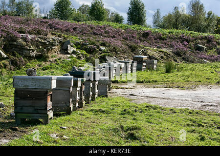 Ruches d'abeilles en été permettant aux abeilles de profiter pleinement de la bruyère en fleur sur la lande. Banque D'Images