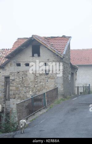 Un chien blanc se promène dans les rues du village italien de Carrega Ligure, Piémont, Italie Banque D'Images