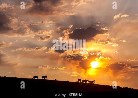 Bande de chevaux sauvages au coucher du soleil dans le Wyoming Banque D'Images