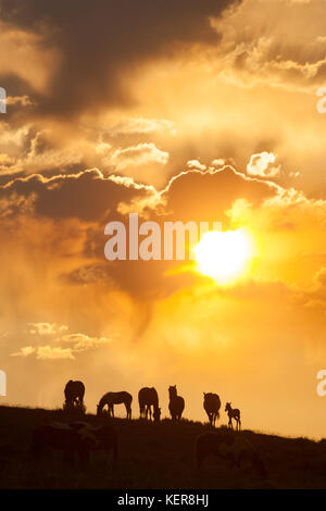 Bande de chevaux sauvages au coucher du soleil dans le Wyoming Banque D'Images