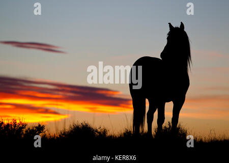 Mustang sauvage au coucher du soleil dans le Wyoming Banque D'Images