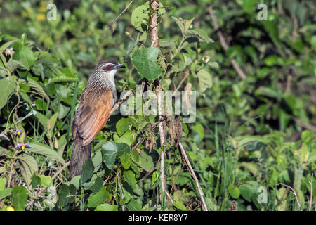 Coucal à sourcils blancs, AKA-heeled lark cuckoo (Centropus superciliosus), Arusha NP, Tanzanie Banque D'Images