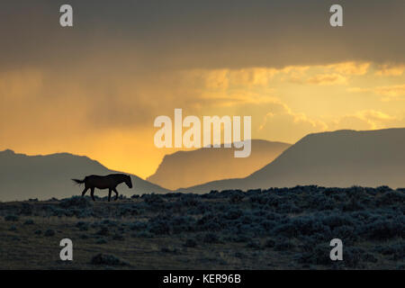 Mustang sauvage dans le Wyoming au coucher du soleil Banque D'Images