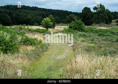 Paysage naturel magnifique dans Cannock Chase Park, West Midlands, Royaume-Uni Banque D'Images