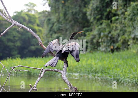 Anhinga (Anhinga anhinga) sécher ses ailes, Parc National de Tortuguero, province de Limón, mer des Caraïbes, le Costa Rica, Amérique Centrale Banque D'Images