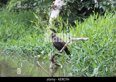 Anhinga (Anhinga anhinga), Parc National de Tortuguero, province de Limón, mer des Caraïbes, le Costa Rica, Amérique Centrale Banque D'Images