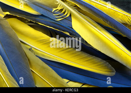 Close up of ara bleu et jaune les plumes des oiseaux Banque D'Images