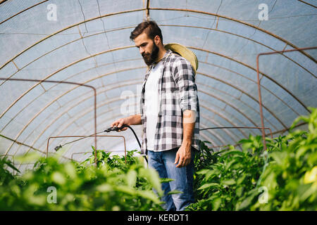 Jeune agriculteur protéger ses plantes avec des produits chimiques Banque D'Images