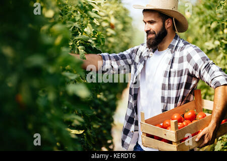 Cueillette de tomates fraîches, agriculteur de son jardin serre Banque D'Images