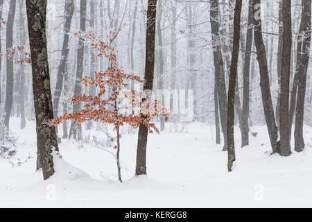 La neige, le brouillard et le jaune des feuilles sur les arbres dans les forêts de montagne de la Roumanie, la Transylvanie Banque D'Images