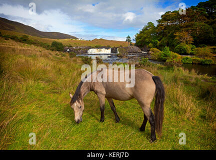 Cheval à côté de l'aasleague falls, près de Souillac ou leenane, comté de Galway, irelandriverside Banque D'Images