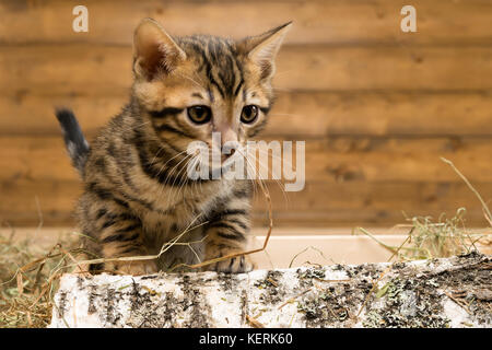 Beau petit chaton marche sur du bois de chauffage d'un bouleau Banque D'Images