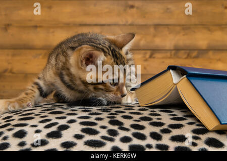 Jeune chaton est assis et regarde sous le vieux livre fermé Banque D'Images