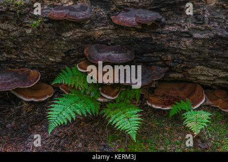 Les fougères et les champignons, montagnes Porcupine Wilderness State Park, Michigan USA par Bruce Montagne/Dembinsky associés Photo Banque D'Images