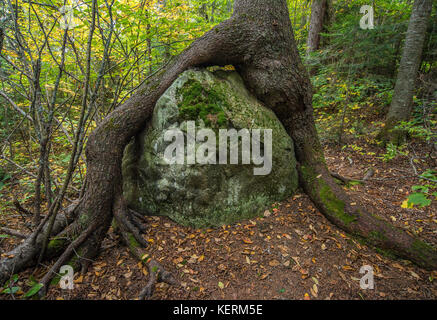 Bloc erratique, Boulder, racines croissant sur le rocher erratique, Ontario, Canada par Bruce Montagne/Dembinsky associés Photo Banque D'Images