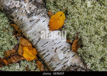 Détail de bouleau blanc connectez-vous à même le sol forestier avec lichen des rennes, l'Ontario, Canada par Bruce Montagne/Dembinsky associés Photo Banque D'Images