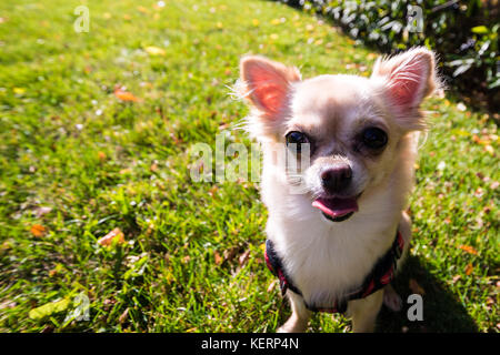 Très mignon petit chien chihuahua assis sur l'herbe. drôles de chiot, objectif grand angle. Banque D'Images