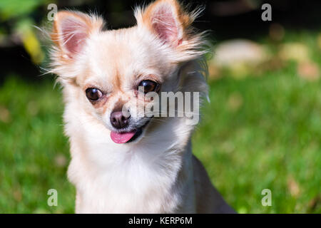 Très mignon petit chien chihuahua assis sur l'herbe. drôles de chiot. Banque D'Images