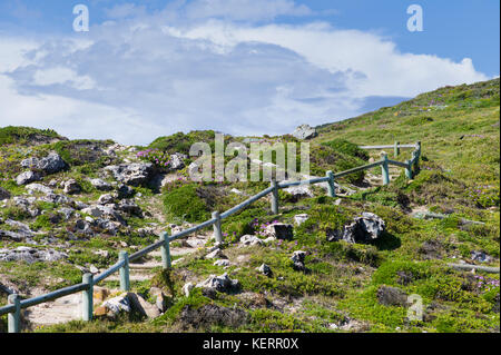 Cape point fait partie de table mountain national park et offre une vue imprenable et l'occasion de randonnée ou d'explorer rencontre de deux océans. Banque D'Images