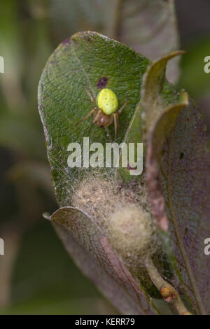 Araignée Web Orbe vert concombre; Araniella cucurbitina Single avec Web sur Leaf Cornwall; Royaume-Uni Banque D'Images