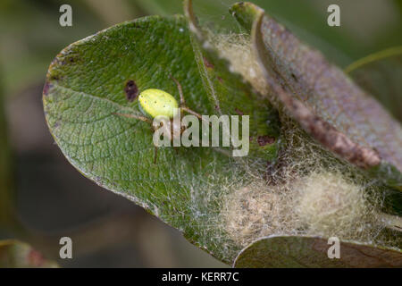 Araignée Web Orbe vert concombre; Araniella cucurbitina Single avec Web sur Leaf Cornwall; Royaume-Uni Banque D'Images