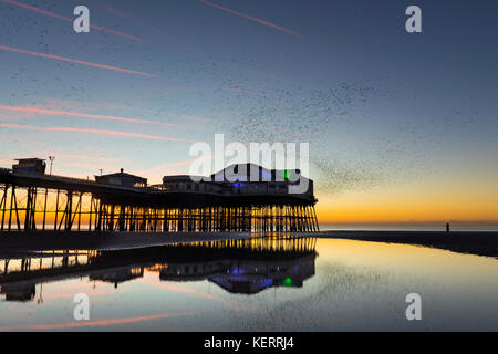 Starling; Sturnus vulgaris Flock arrivant à Roost au Sunset North Pier; Blackpool; Royaume-Uni Banque D'Images