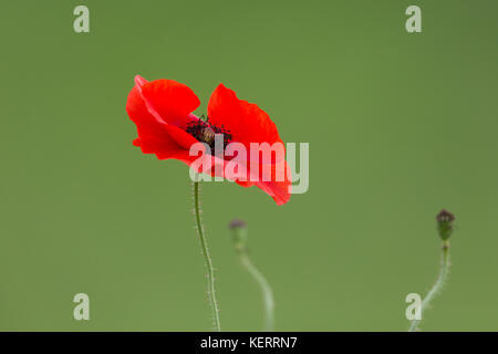 Fleur rouge naturel de coquelicot (Papaver rhoeas) Banque D'Images